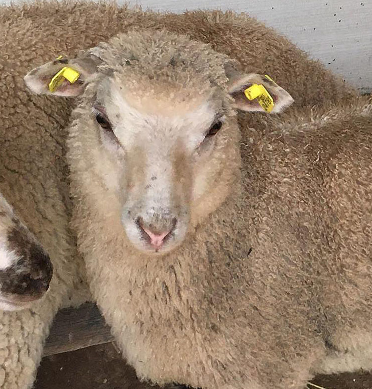 chov ovcí suffolk a charollais