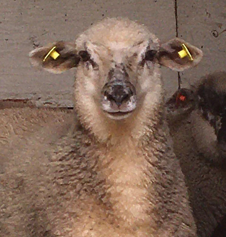 chov ovcí suffolk a charollais